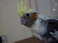 Sebastian's main source of sex; his cockatiel Luna.