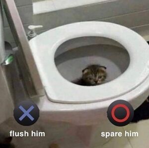 Flushcat.jpg