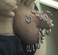 Notice how those with several penis piercings seem to have small dicks.