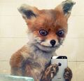 A fox camwhoring.