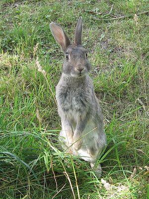 StandingBunnyInGrass.jpg