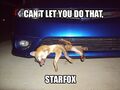 IRL Fox