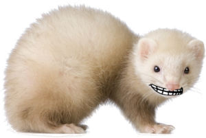 Ferret.png