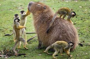 Capybara - 01.jpg