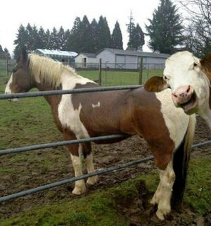 Photobomb Laughing Cow.jpg