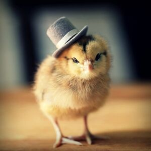 Tophat chick.jpg