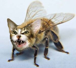 Bee - Cat Bee.jpg