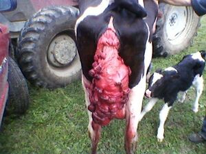 Cow ass prolapse 2.jpg