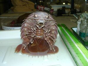 Giant isopod2.jpg