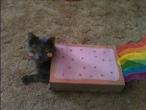 Nyan Cat IRL 1.jpg