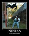 Ninjas > Pirates.