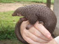 Cute pangolins