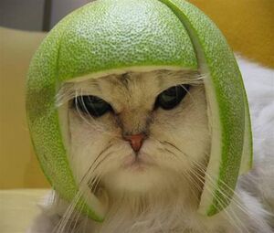 Limecat2.jpg