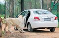 JESUS CHRIST THE LION IS GETTING INTO THE CAR