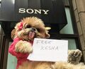 An Ewok is forced to support Ke$ha. #FreeEwoks!