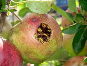 Bee - Apple Hidey Hole.jpg