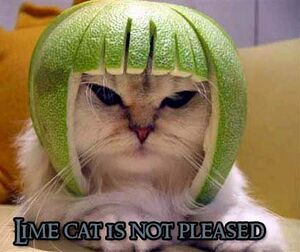 Limecat not pleased.jpg