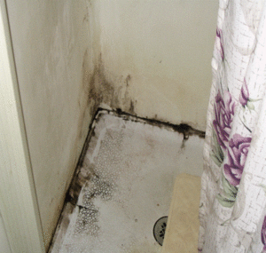 Mold in shower stall.gif