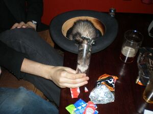 Psychonaut's ferret.jpg