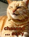 Another LOLcat; should be labeled WIDE LOAD