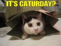 Caturday