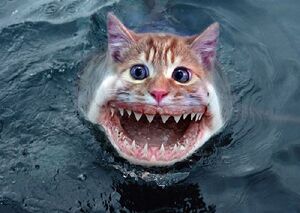 Shark-Cat.jpg