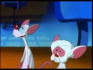 Animaniacs Pinky And The Brain.jpg