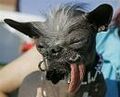 The new "World's Ugliest Dog" Champion.