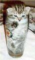 Beer Glass Cat