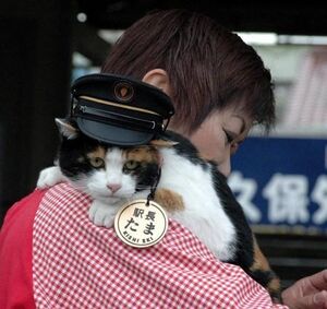 ConductorCat5.jpg