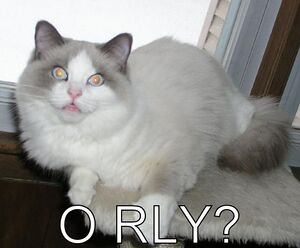 Orly cat.jpg