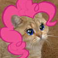 Starecat: Brony edition