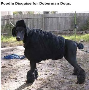 DobermanPoodleDisguise.jpg