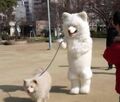 This is how furries actually walk their dogs!