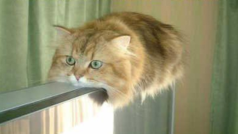 File:Monorail Cat Original.bmp