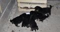 The "rescued" puppies: All are black and tan, no white fur.