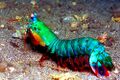 The only thing gayer than sea kittens.