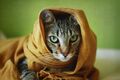 Muslim cat...