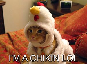 Chikin cat.jpg