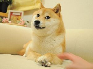 Doge full image.jpg