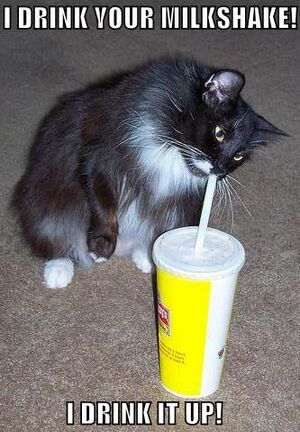 Drink your milkshake cat.jpg