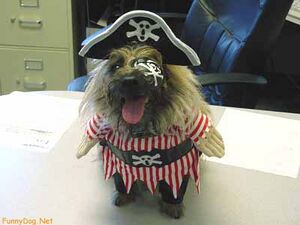 Pirate-dog.jpeg