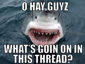 Hayguysshark.jpg