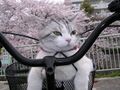 BIKECAT, motherfucker!