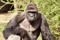 Harambe is a racist micro-aggression and has been banned from some schools under Title IX. Srsly.