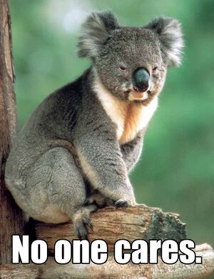 No one cares Koala.jpg