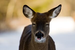 Animals - Deer - 04.jpg