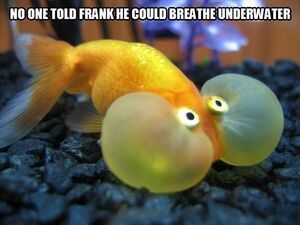 Frank fish.jpg