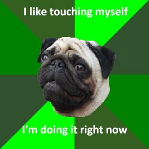 Horny Pug Touching Yourself.JPG