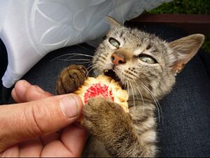 Cat Cookie Om Nom Nom.jpg